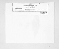 Melampsora salicina image